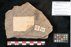 Foto (Objekt + Etikett) von Voltzia heterophylla Brongniart (NHMW-GEO-2024-0188-11131)